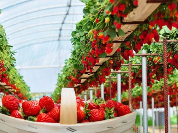 strawberries1